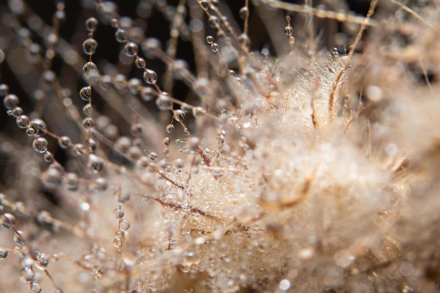 gotas de agua sobre una flor foto