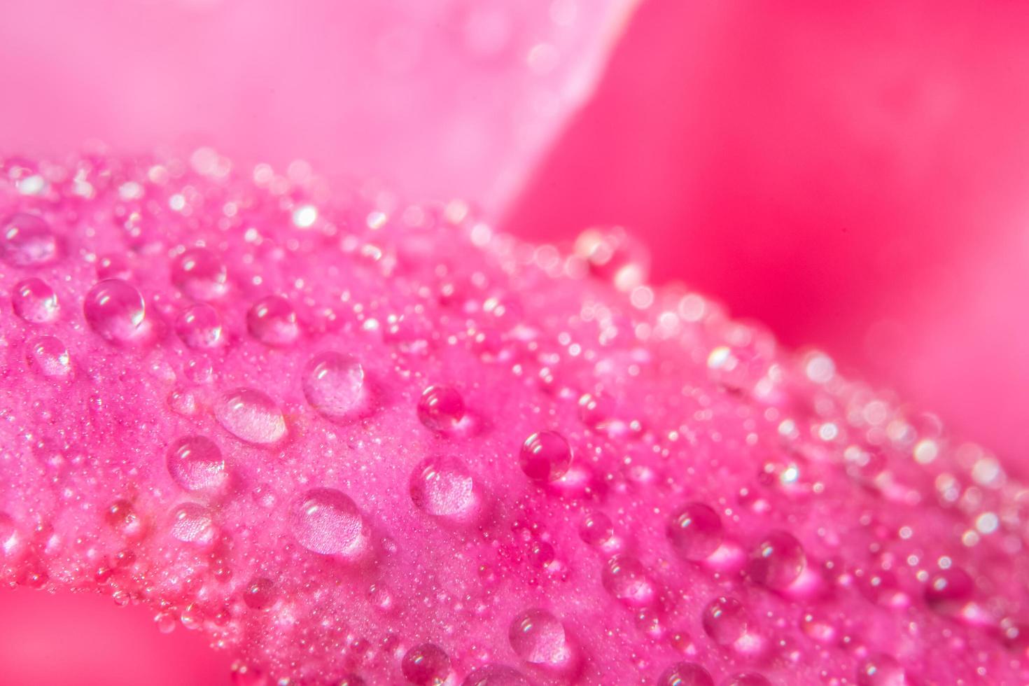 gotas de agua sobre pétalos de rosa foto