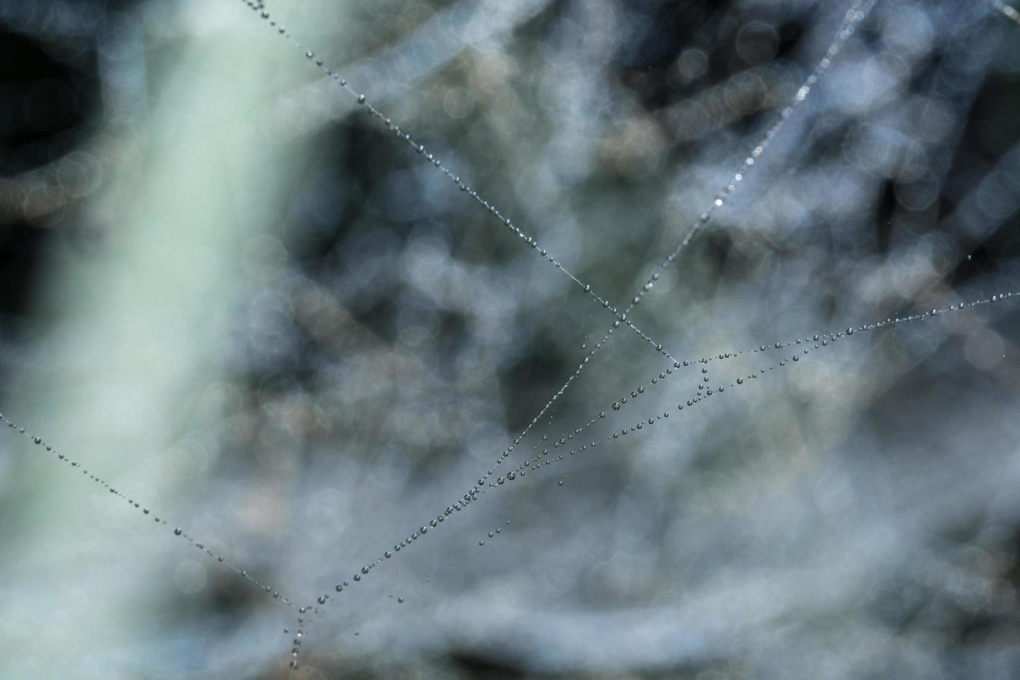 Water drops on the spider web, close-up photo