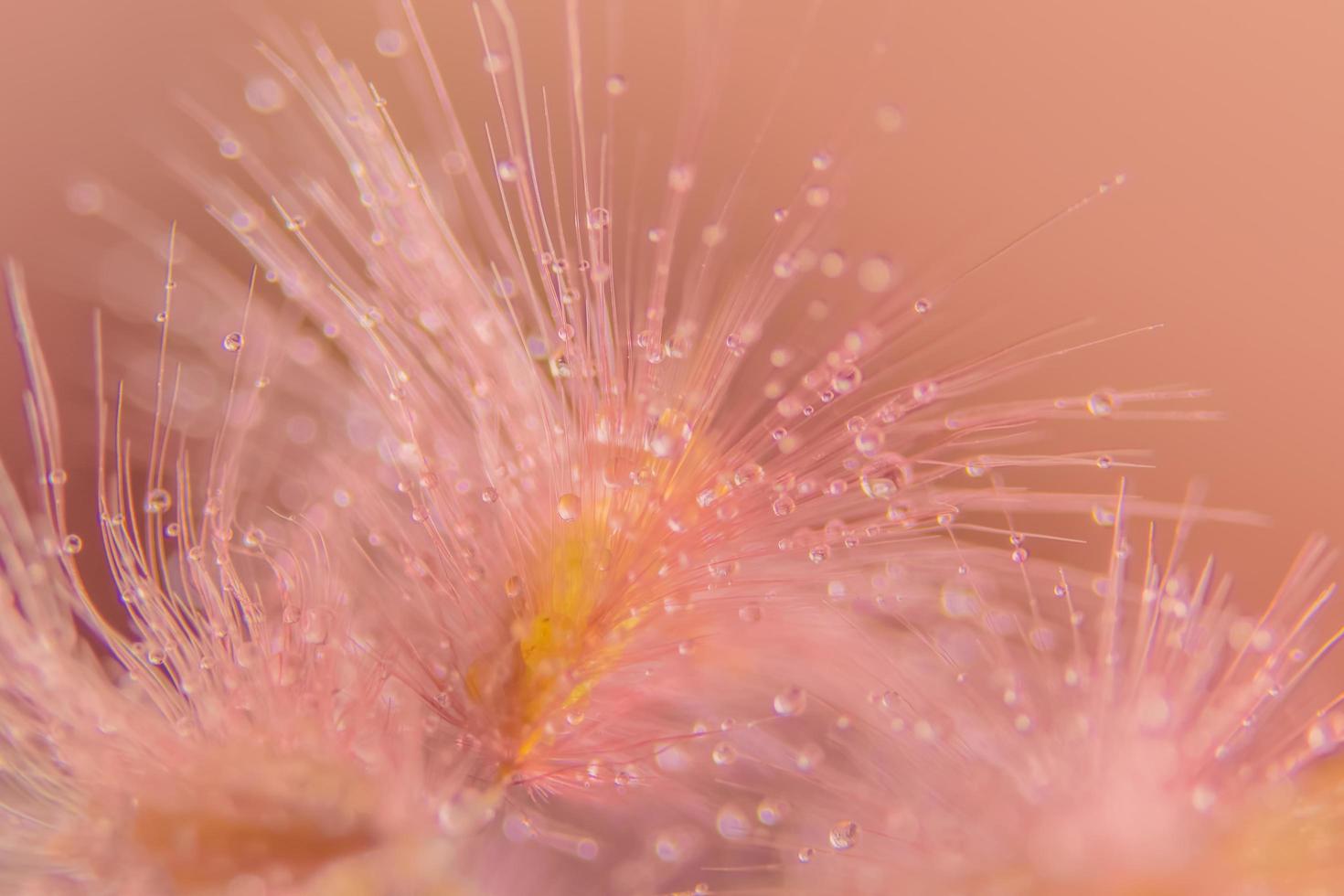 Gotas de agua sobre flores silvestres, fondo borroso foto