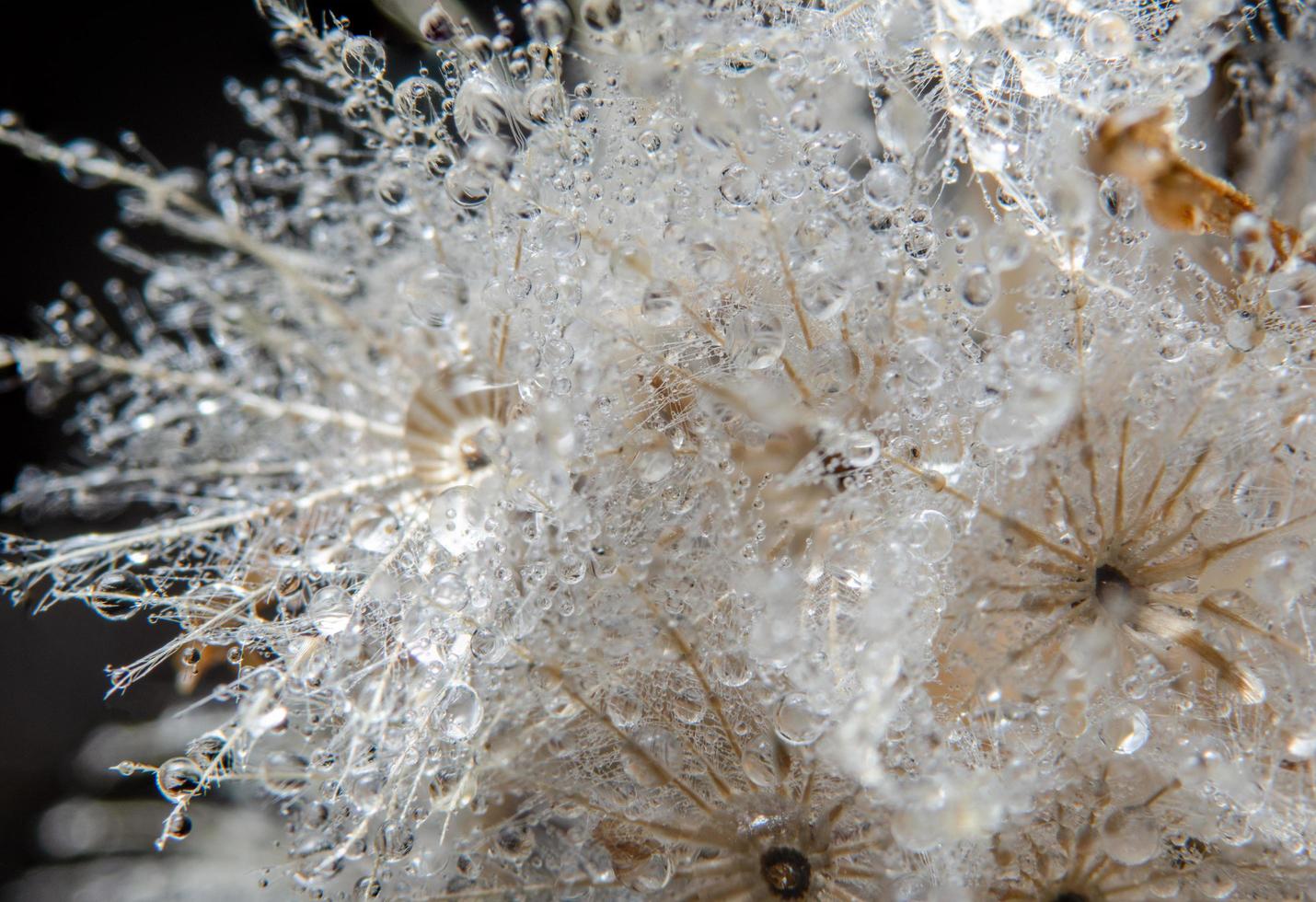 gotas de agua sobre una flor foto