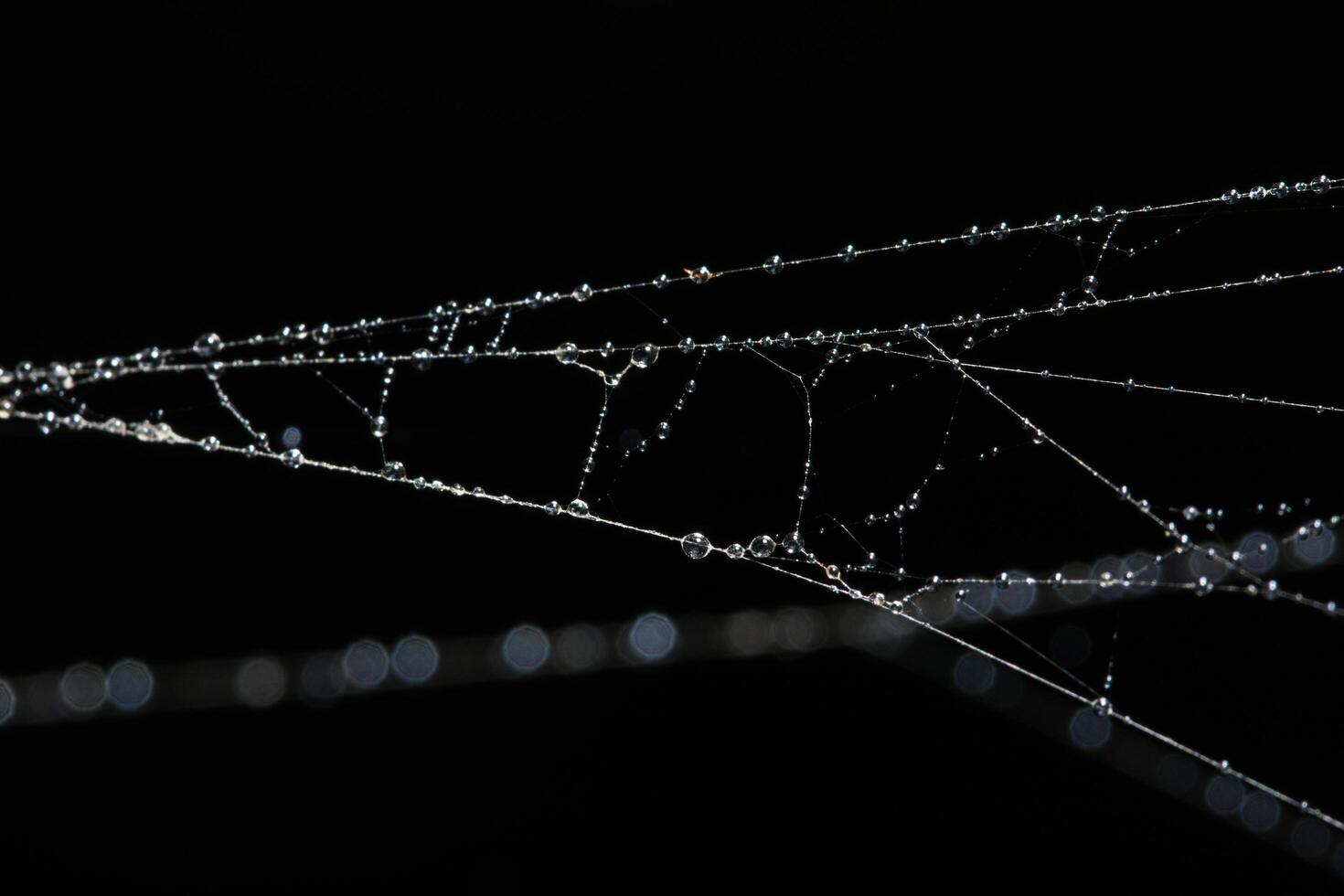 Water drops on the spider web, close-up photo
