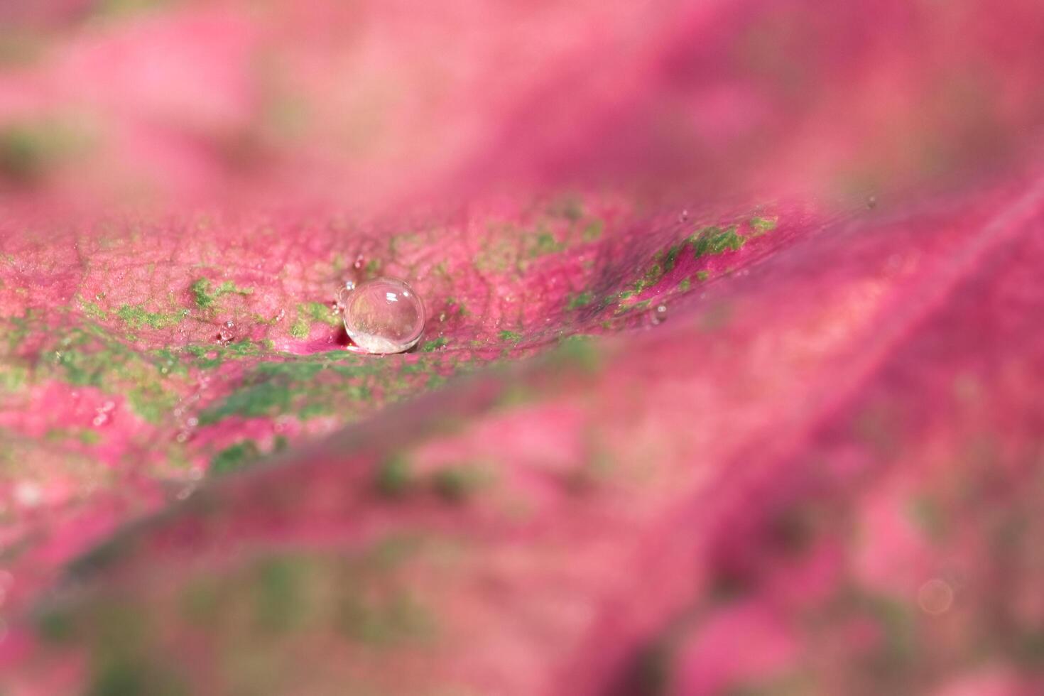 gotas de agua sobre una hoja roja foto