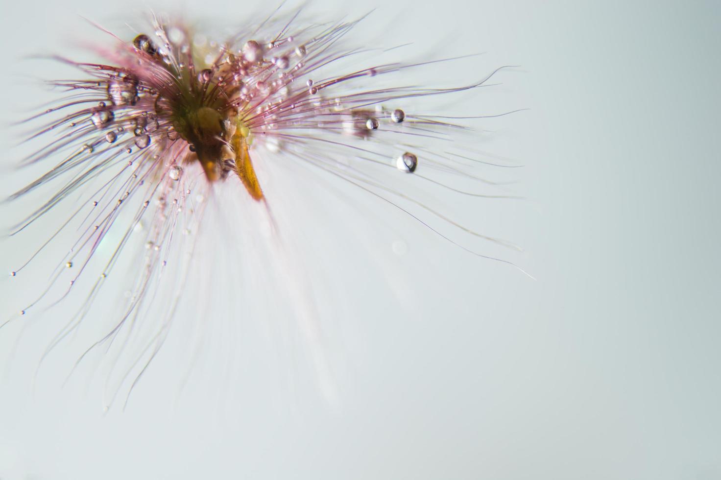 gotas de agua sobre flores silvestres foto