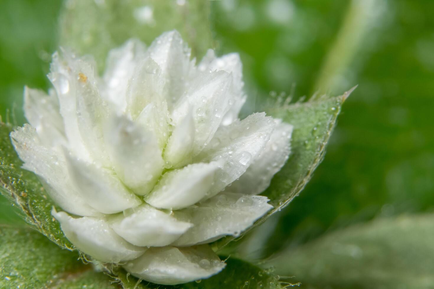 flor silvestre blanca foto