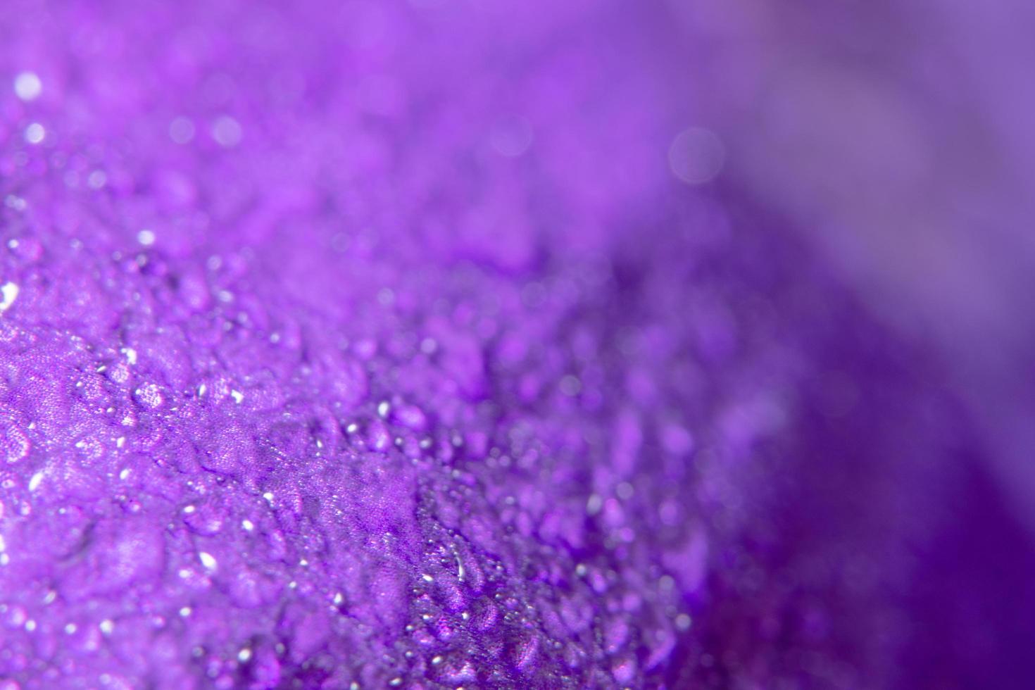fondo de pétalos de color púrpura colorido foto