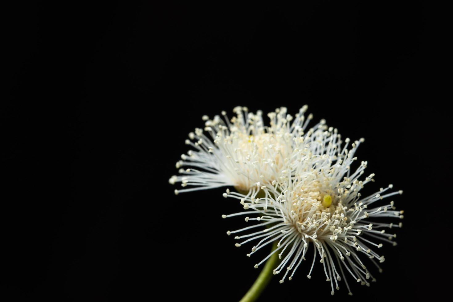 primer plano de flor blanca foto