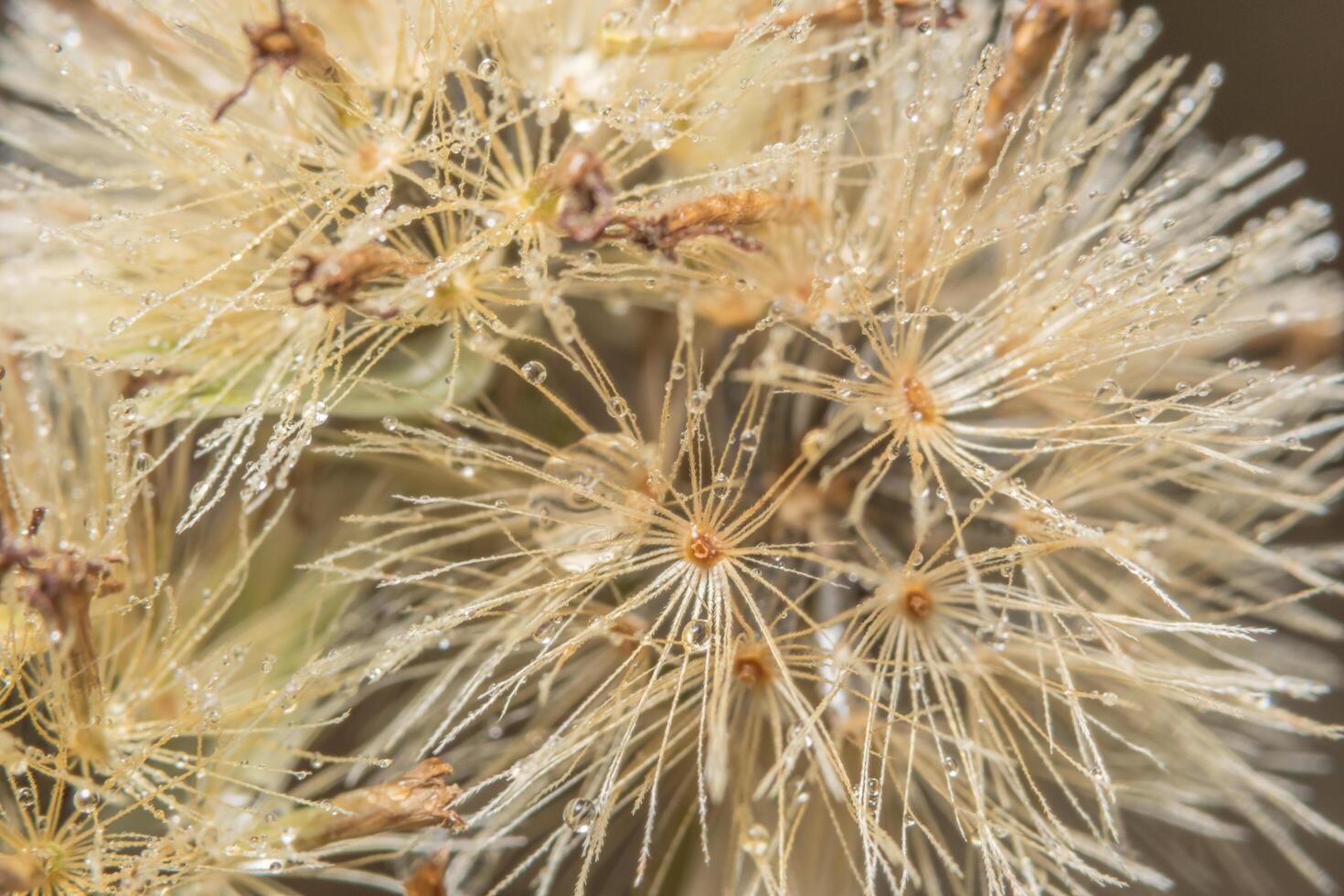 primer plano de flores silvestres foto