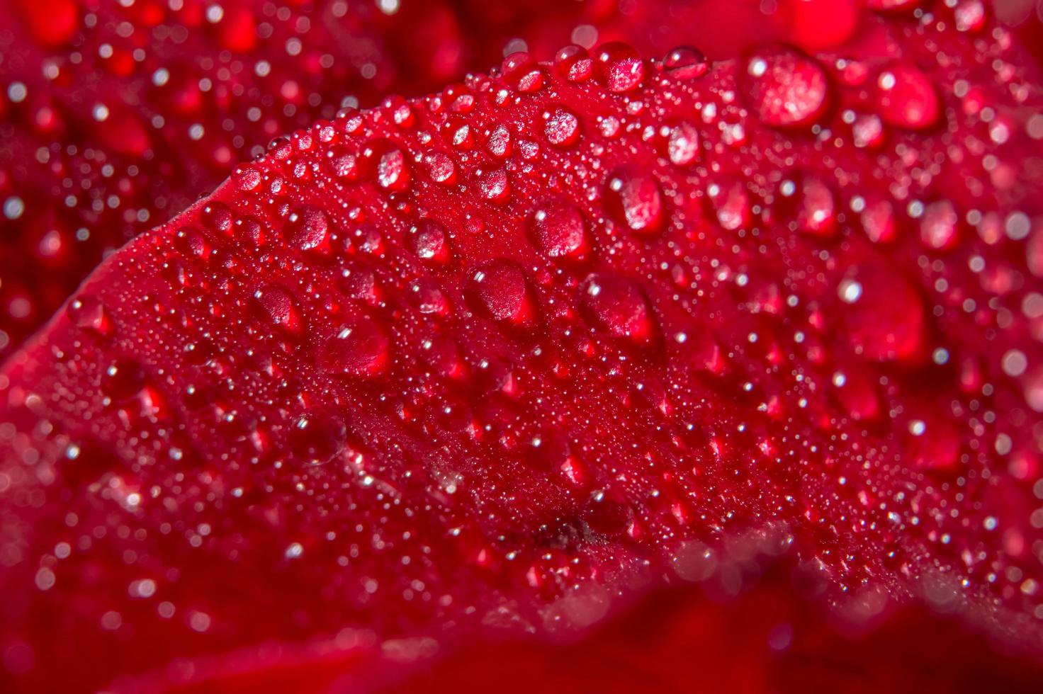 Water drops on a red rose photo