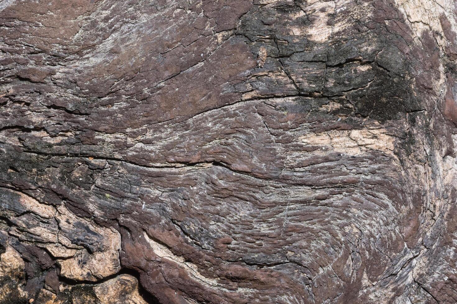 A close up of a tree trunk with a brown and black pattern photo