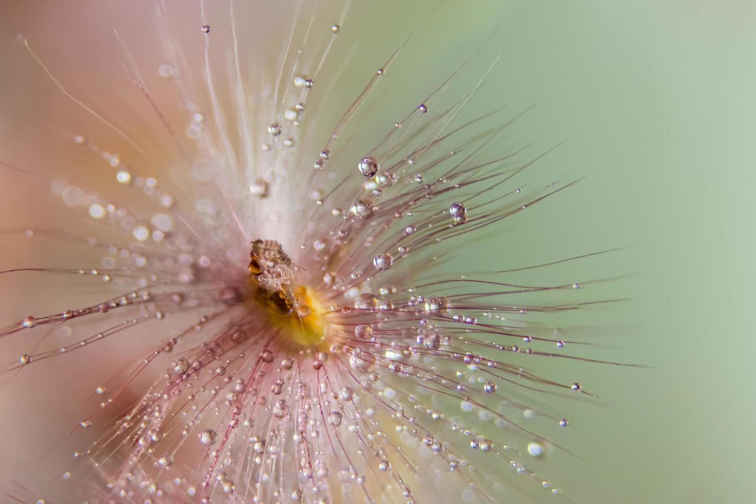 Gotas de agua sobre flores silvestres, fondo borroso foto