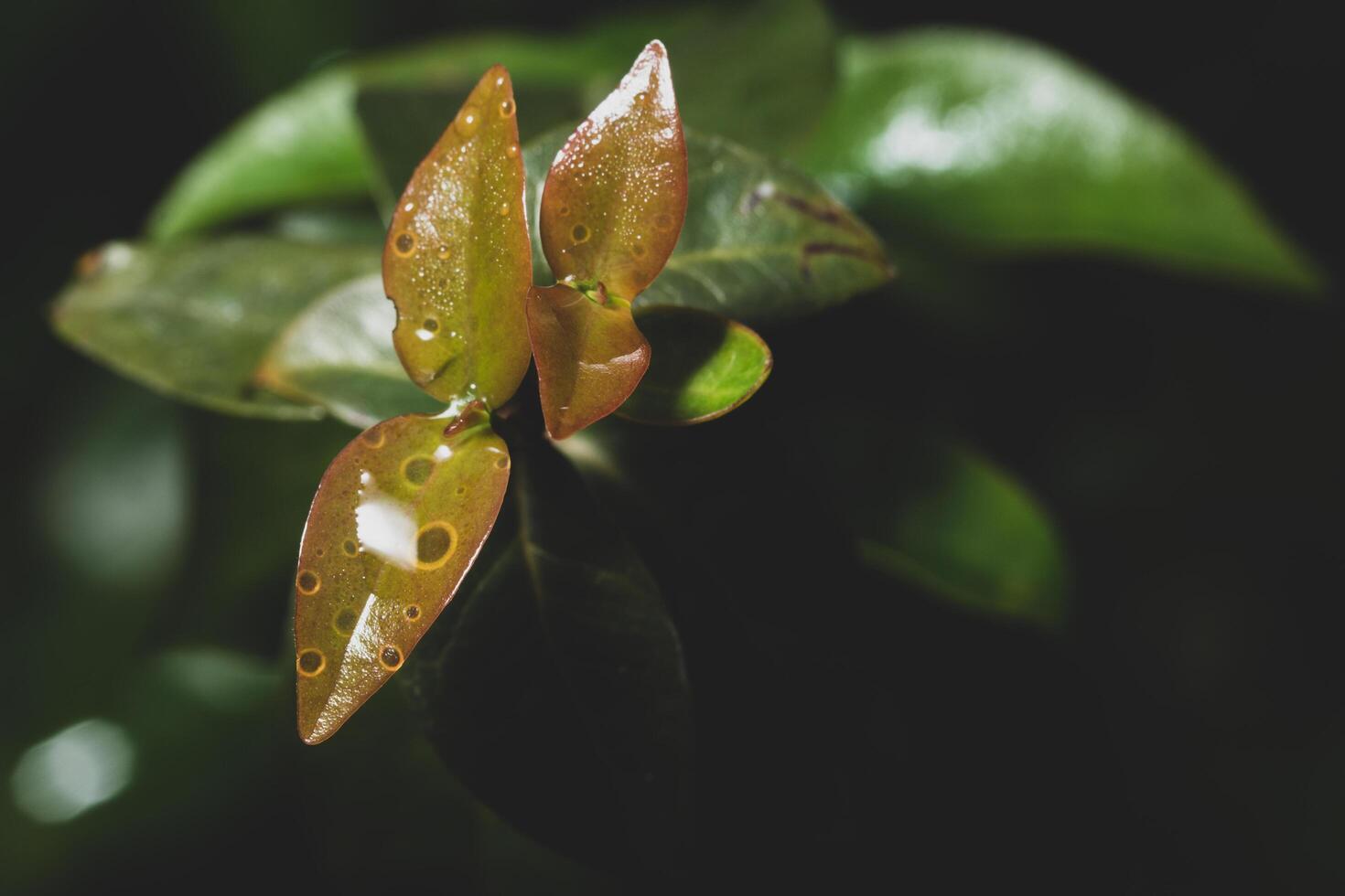 Green leaves background photo