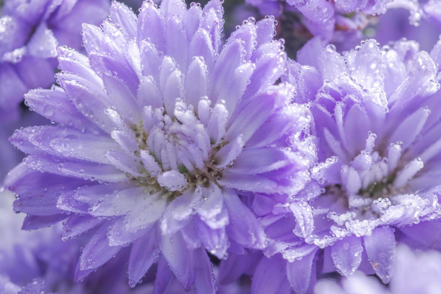 Purple flower background photo