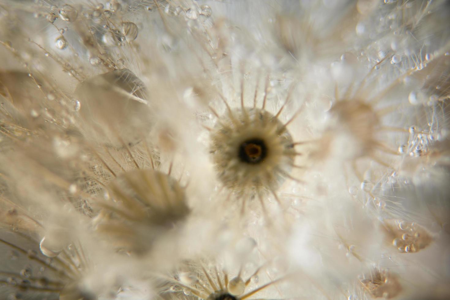 Gotas de agua sobre flores silvestres, fondo borroso foto