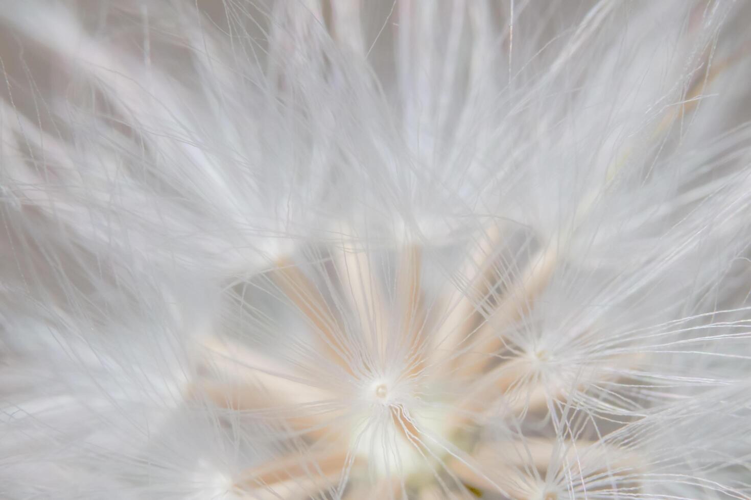 Wildflower close-up photo