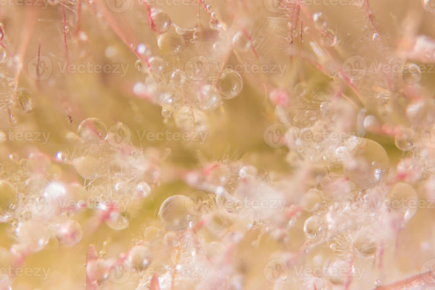 A close up of a flower with water droplets photo