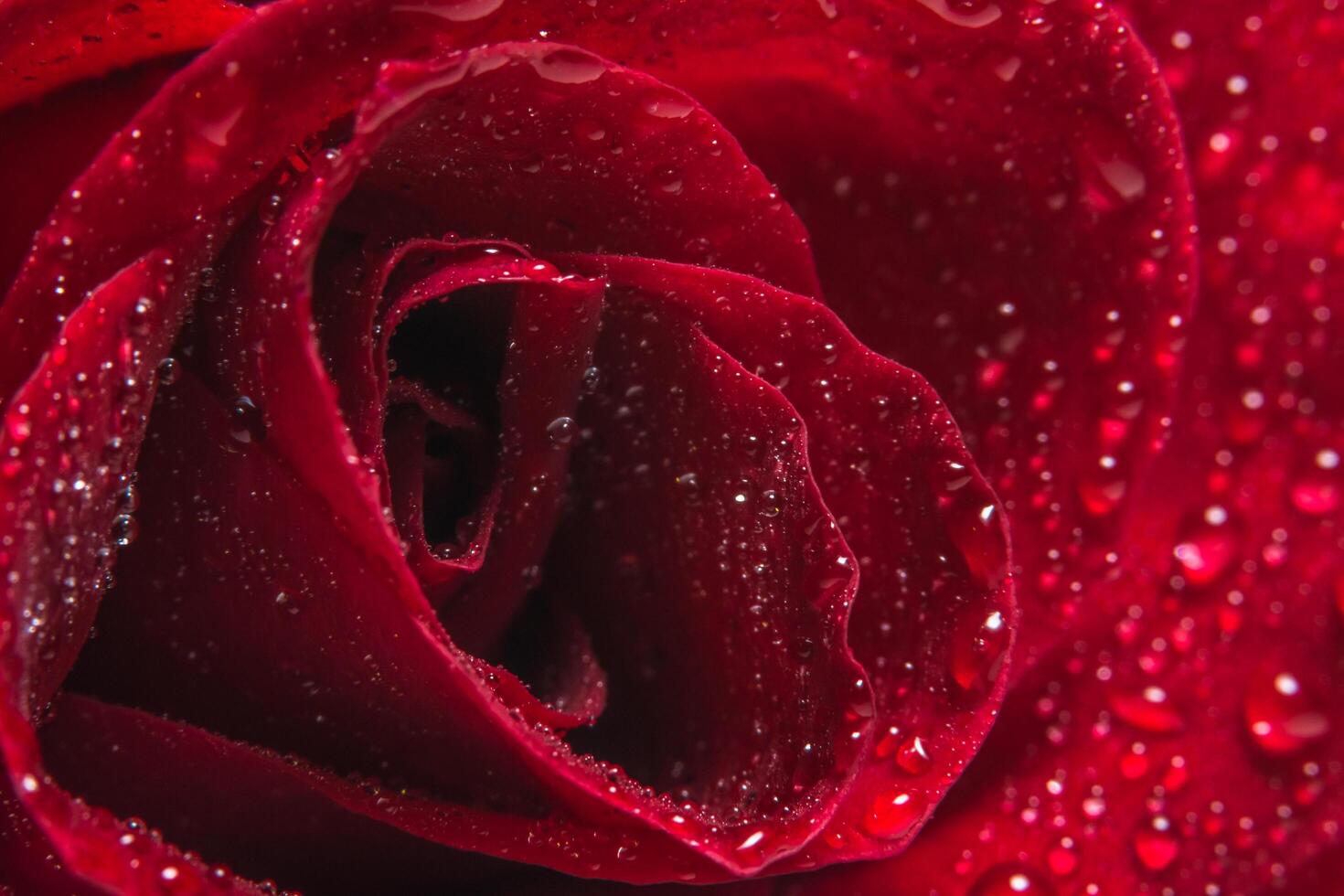 gotas de agua sobre una rosa roja foto