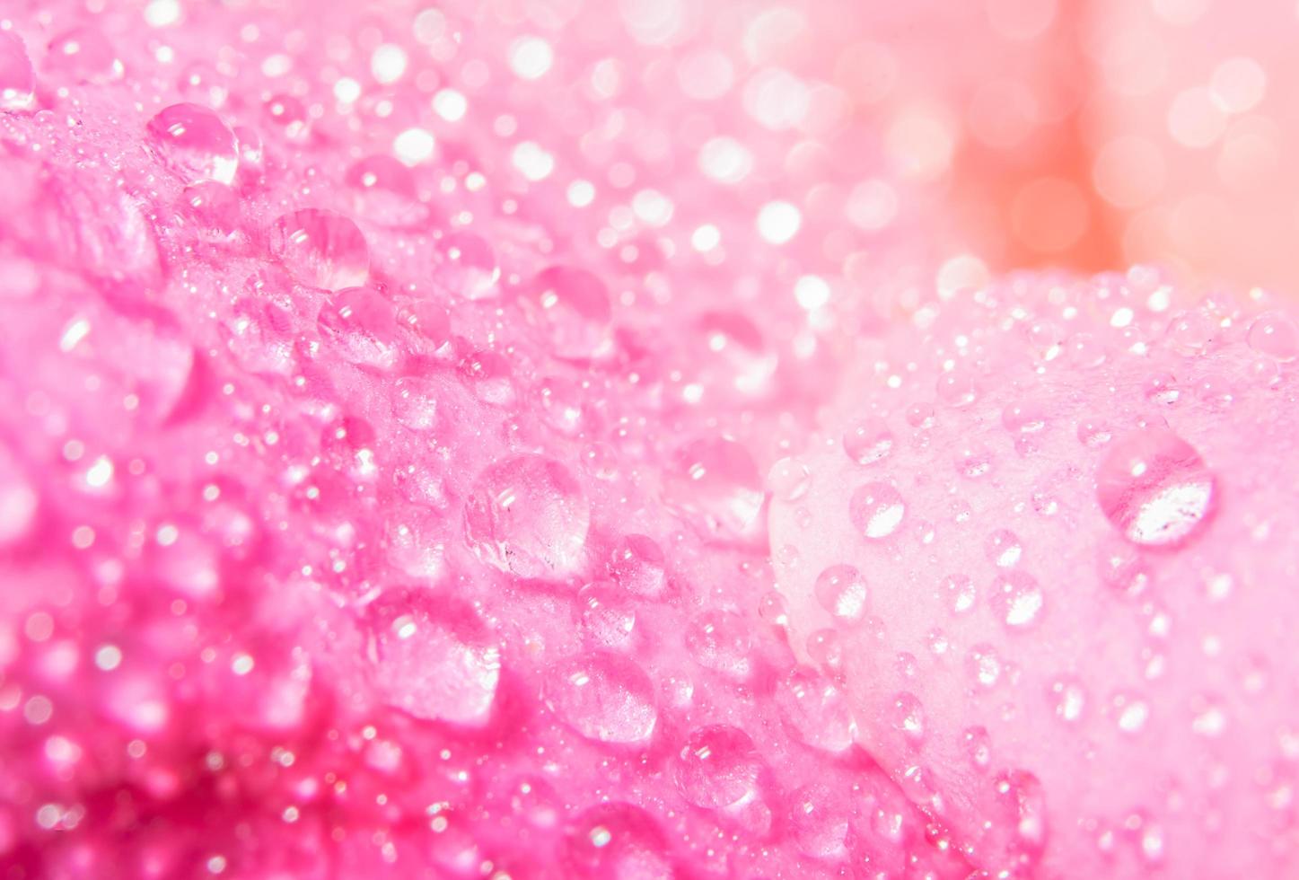 Water drops on rose petals photo