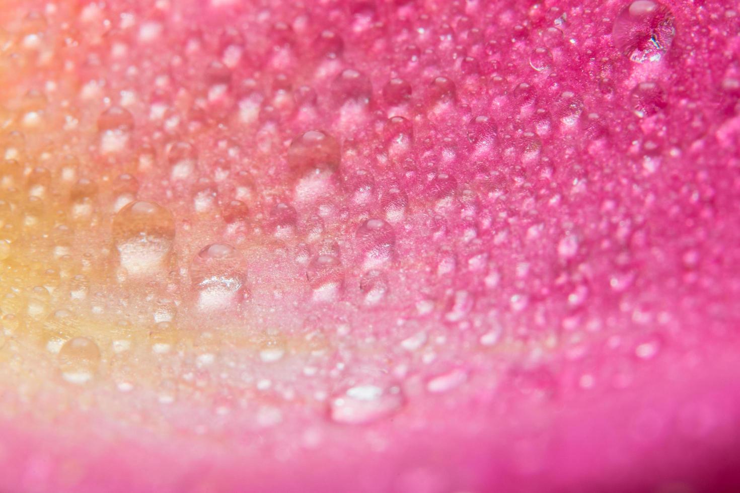 gotas de agua en los pétalos de una rosa rosa foto