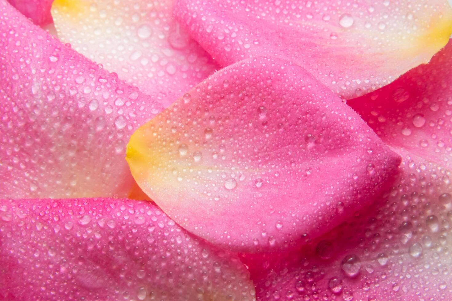 gotas de agua en los pétalos de una rosa rosa foto