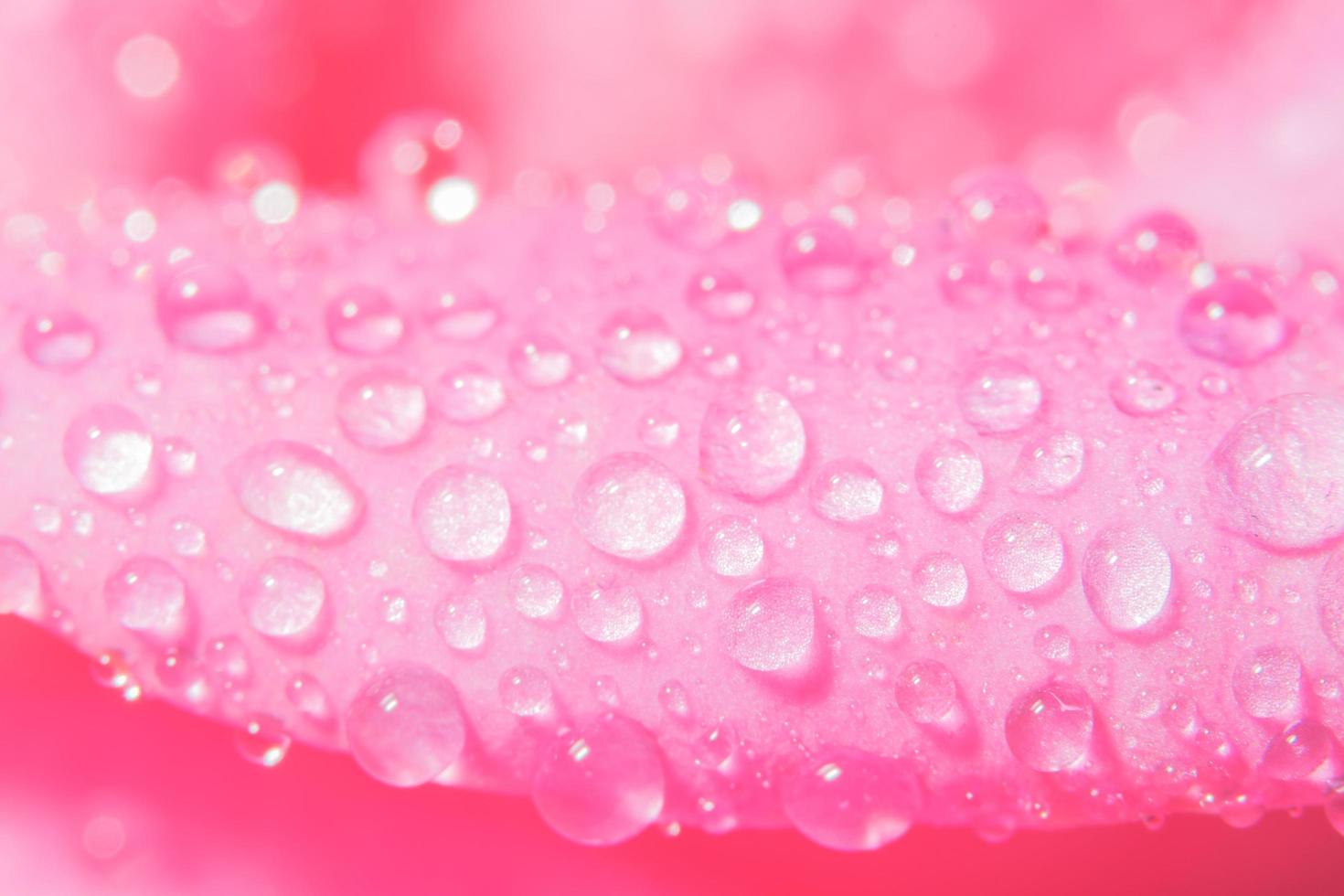 gotas de agua sobre pétalos de rosa foto