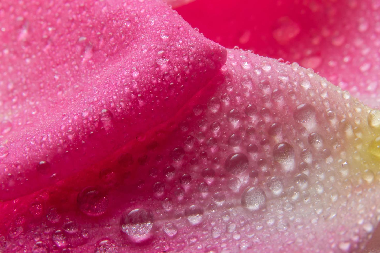 gotas de agua en los pétalos de una rosa rosa foto