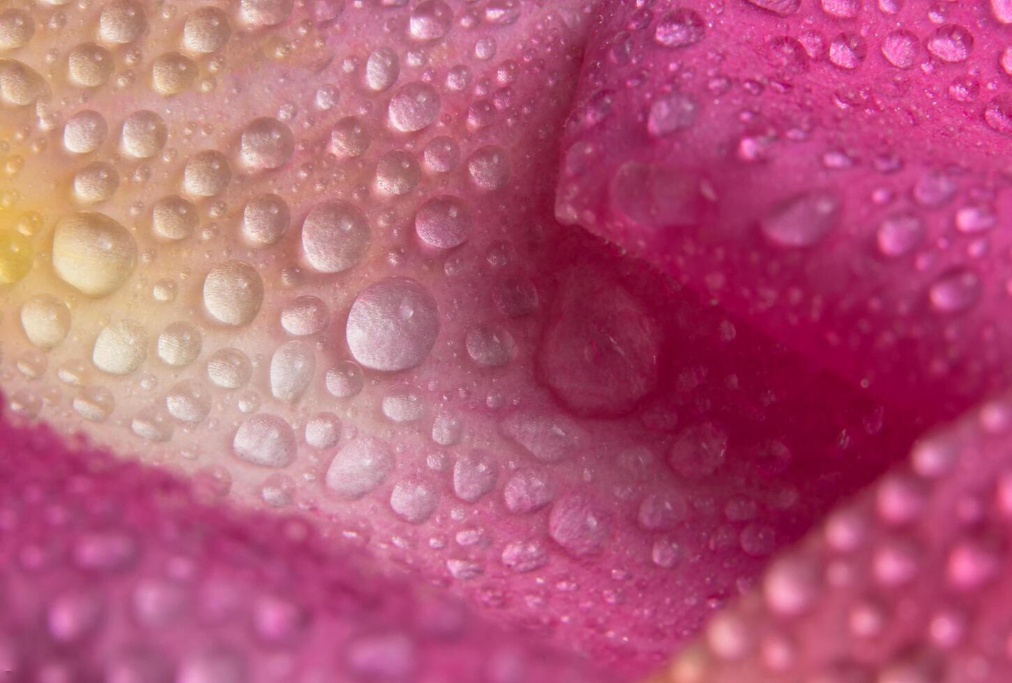 gotas de agua en los pétalos de una rosa rosa foto