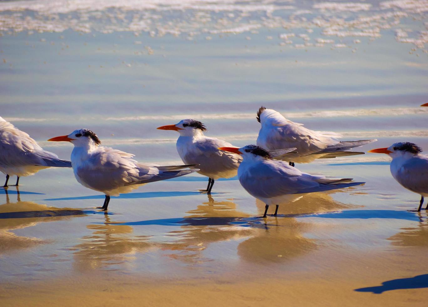 primer plano, de, un, bandada de aves marinas foto