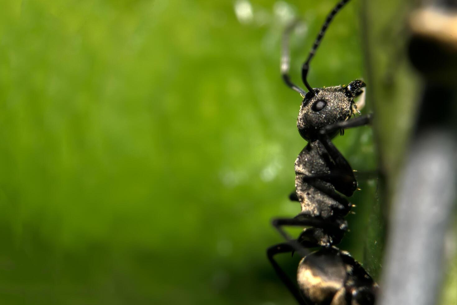 Ant on a flower photo