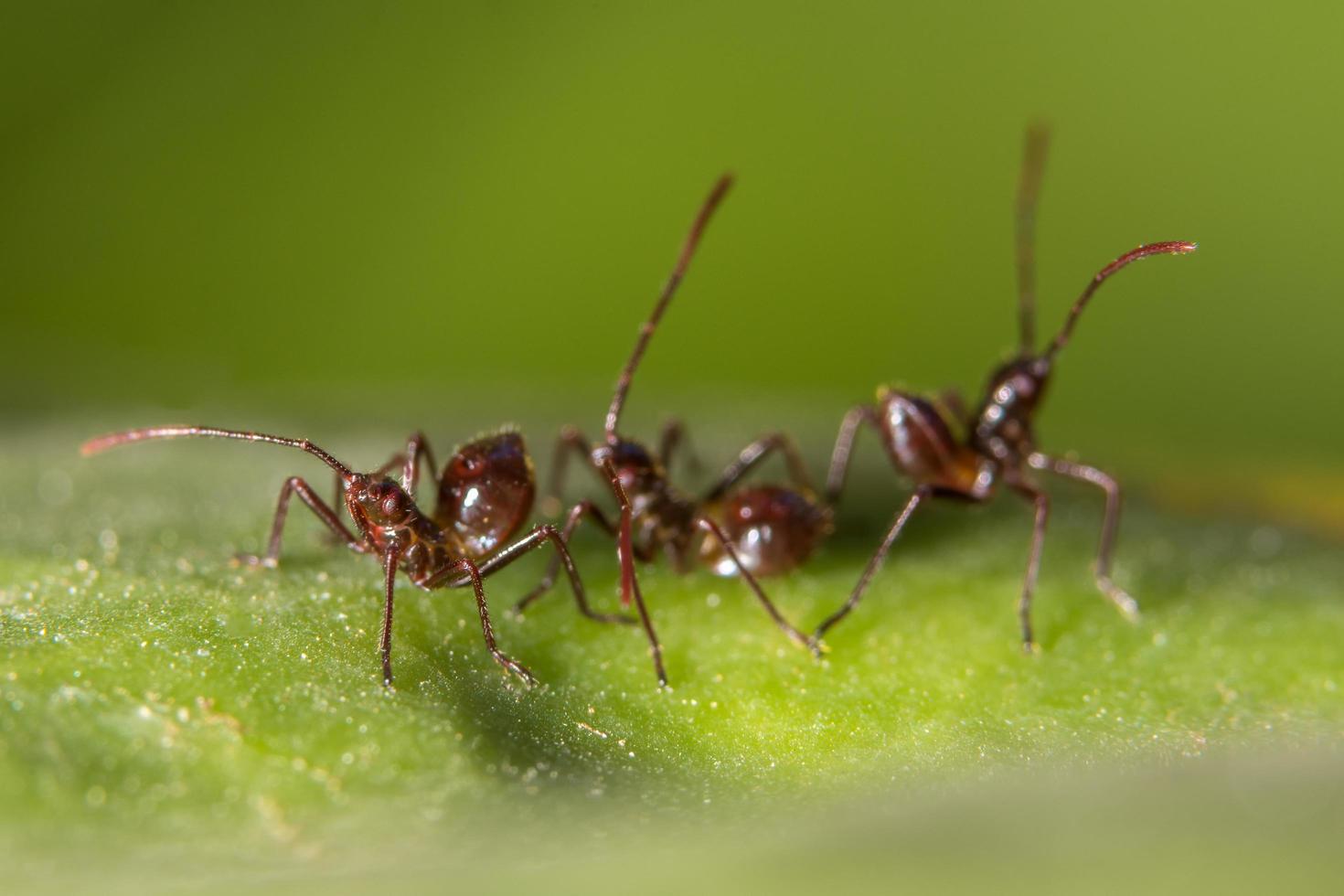 hormigas marrones en una hoja foto