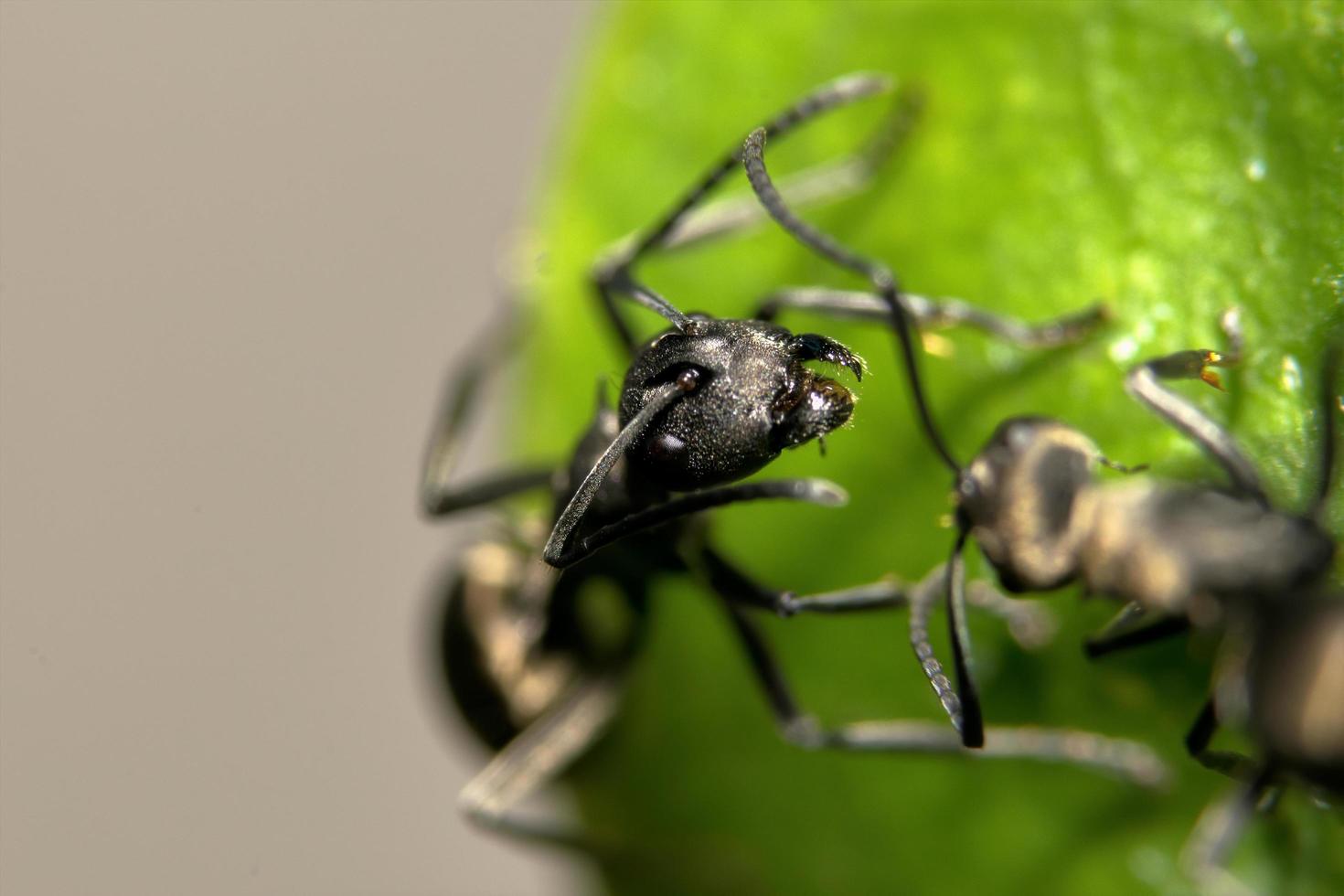 hormigas en una planta foto