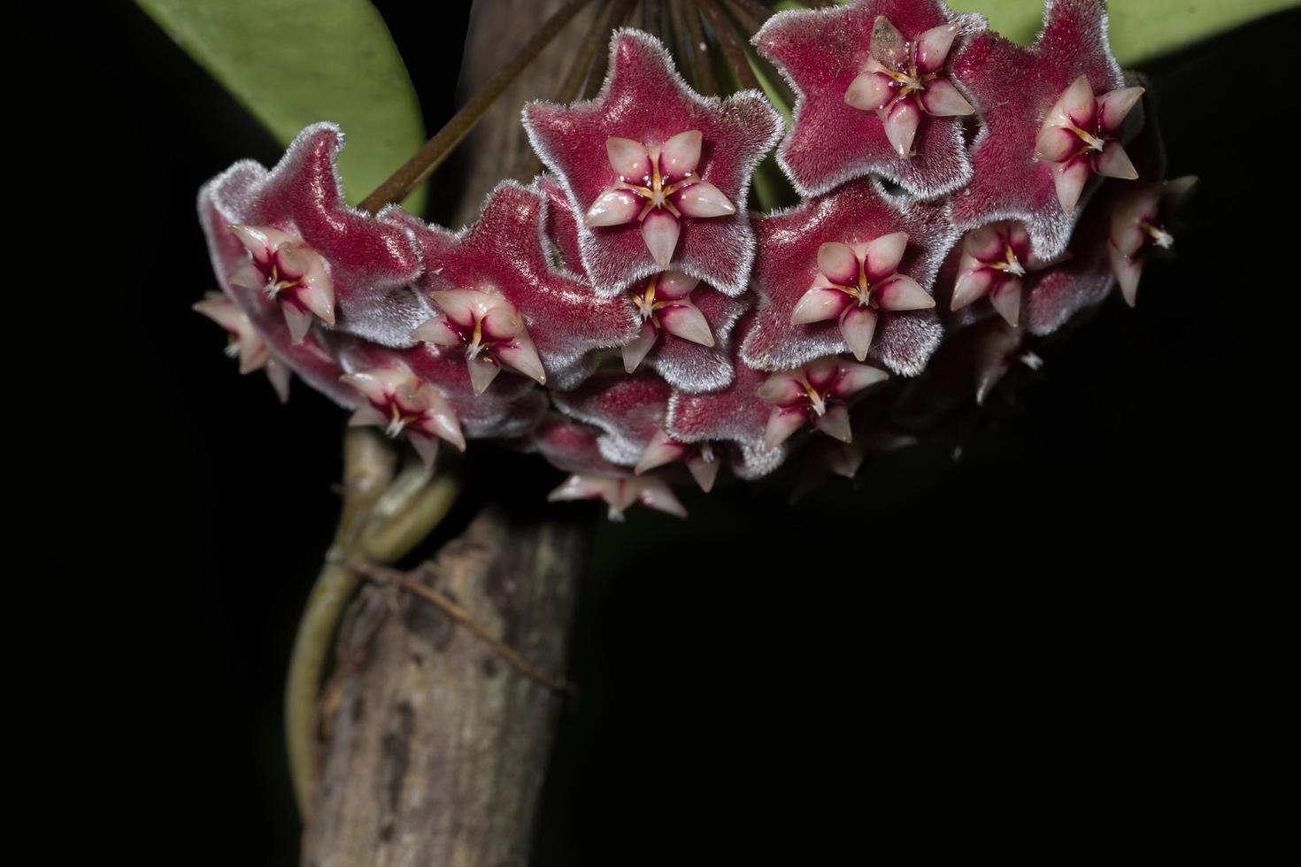 primer plano de flor de hoya foto