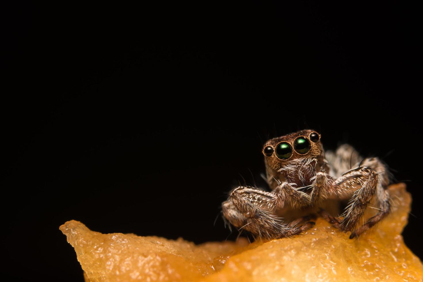 primer plano de la araña hyllus foto