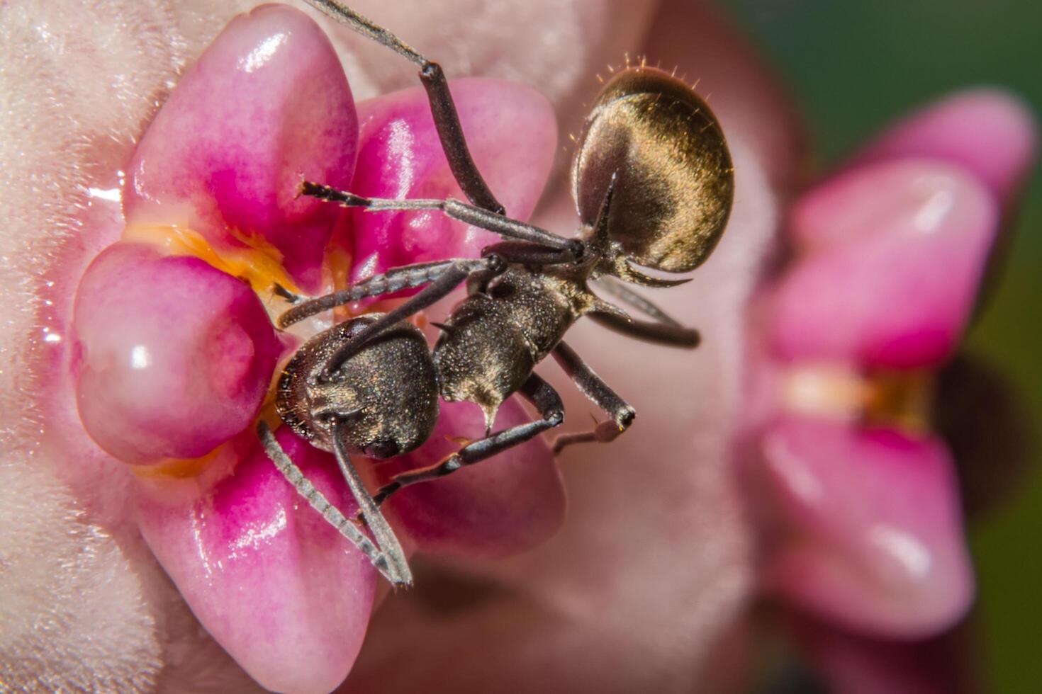 hormiga en una flor foto