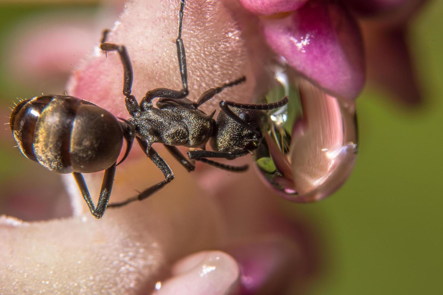 Ant on a flower photo