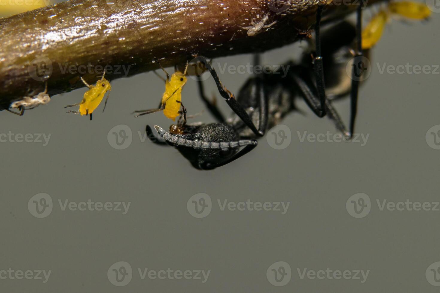 A bug with a yellow body and black legs photo
