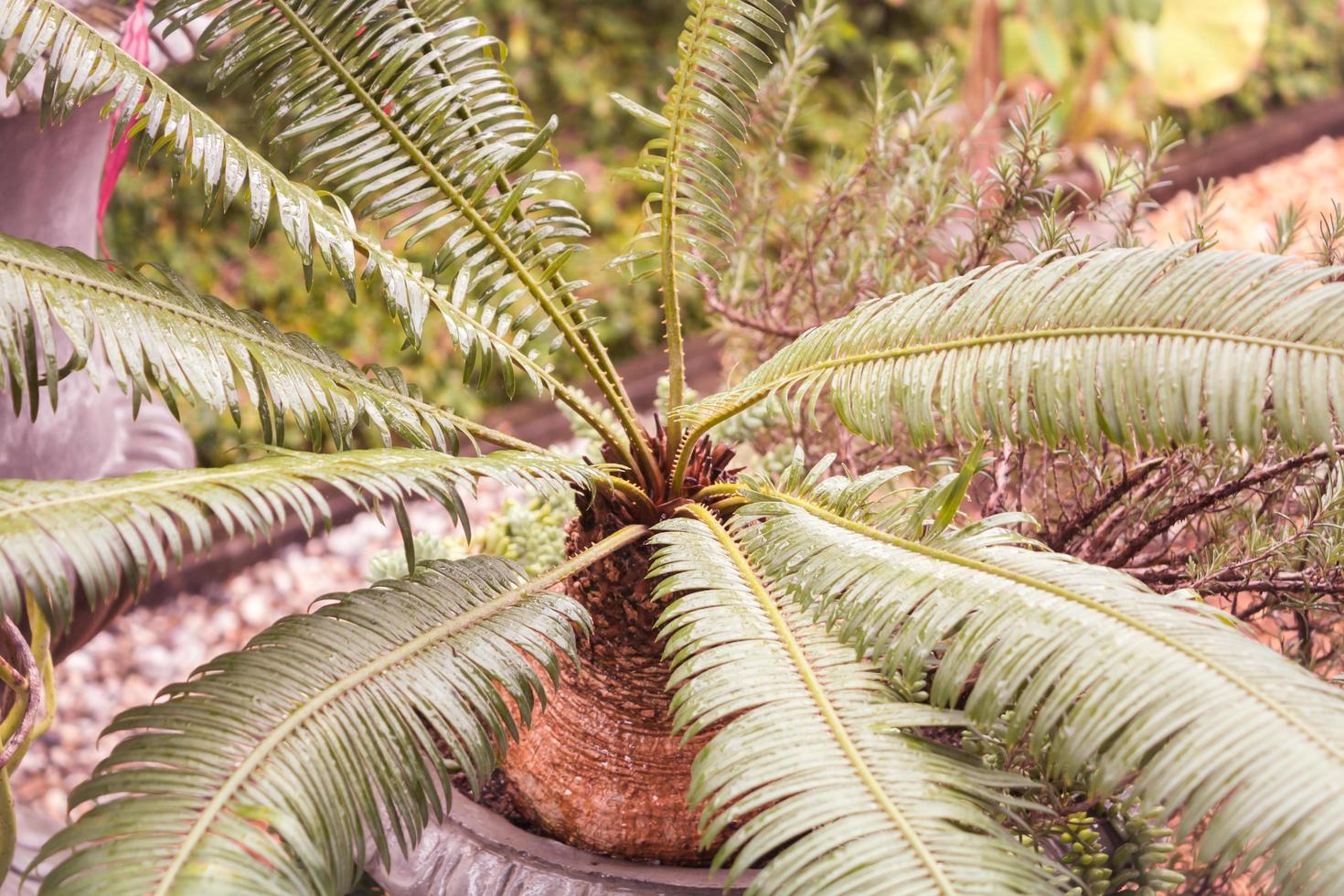 Close-up of a fern photo