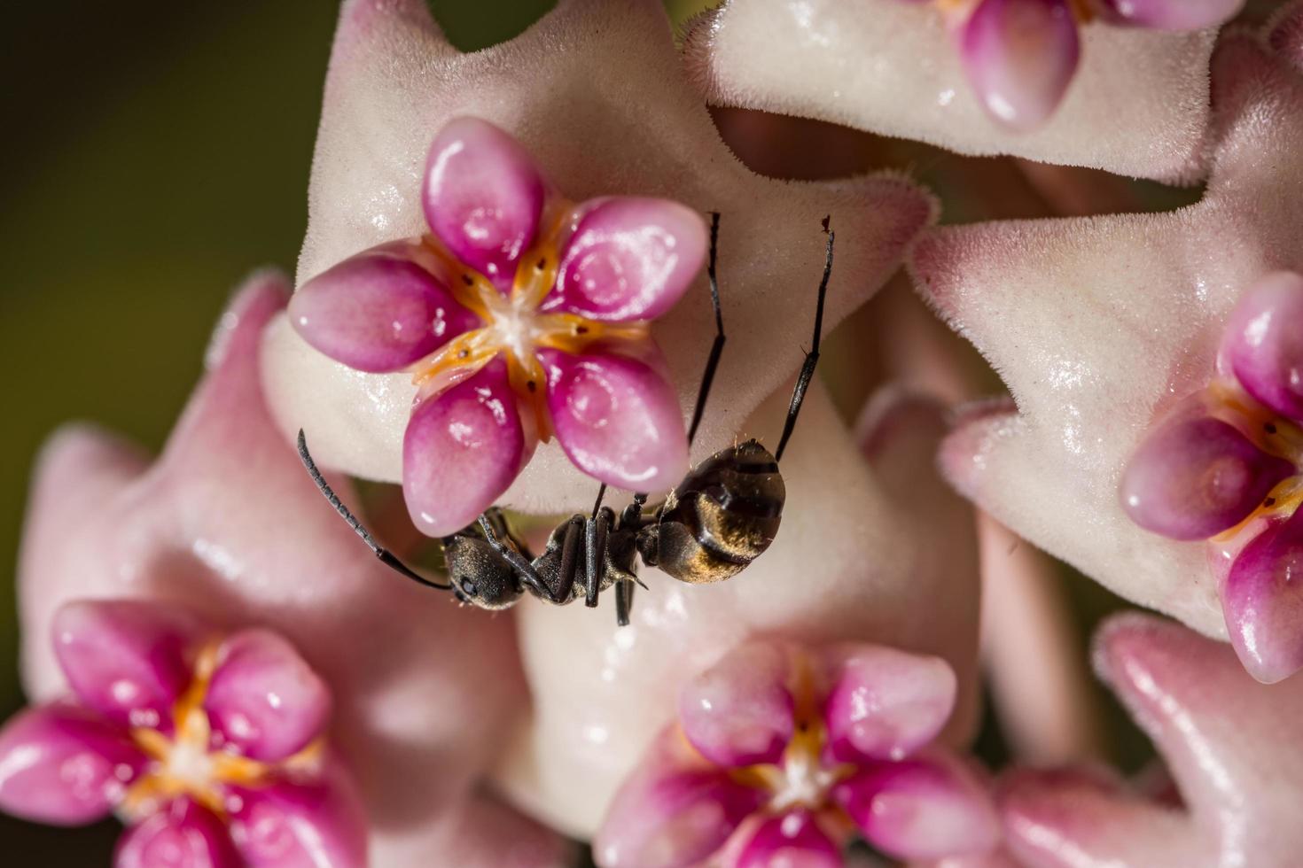 hormiga en una flor foto