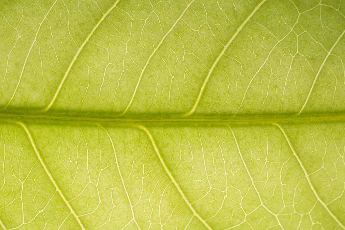 patrón de hoja verde foto