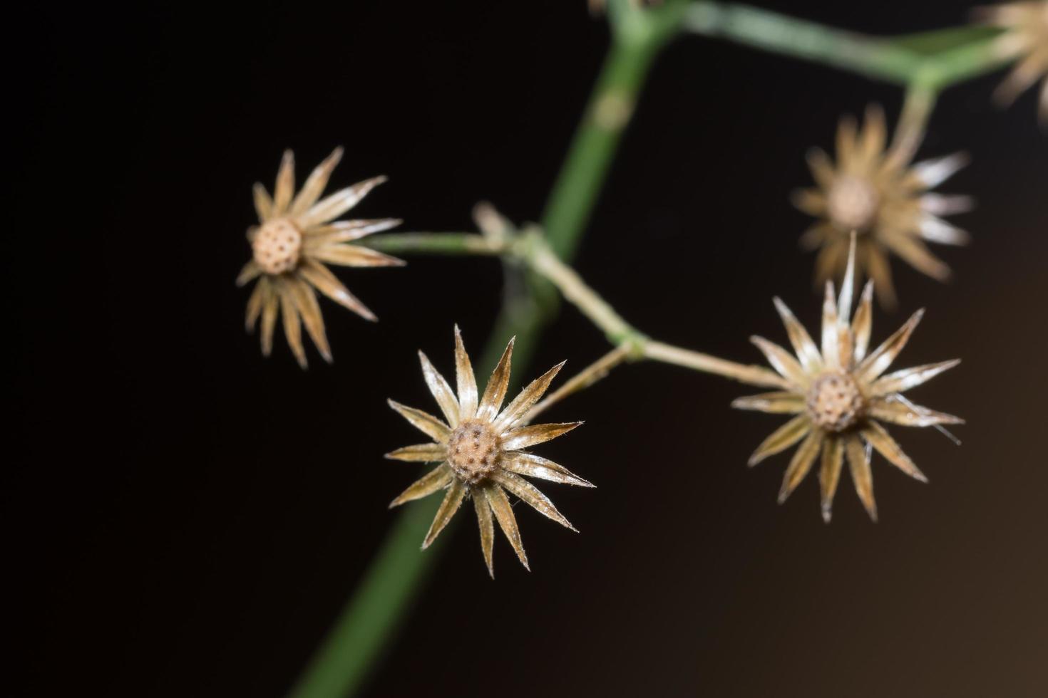 Wildflower close-up photo