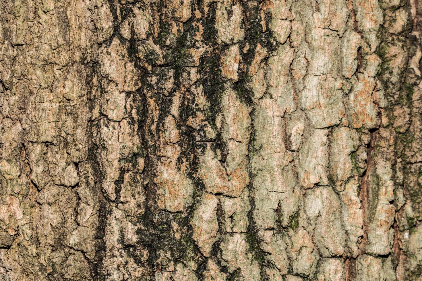 textura de madera de fondo foto