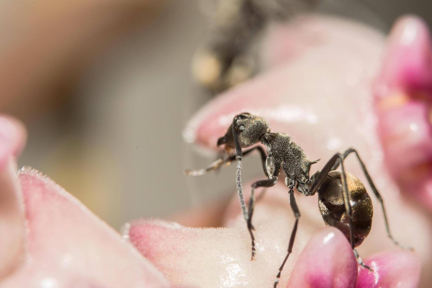 hormiga en una planta foto