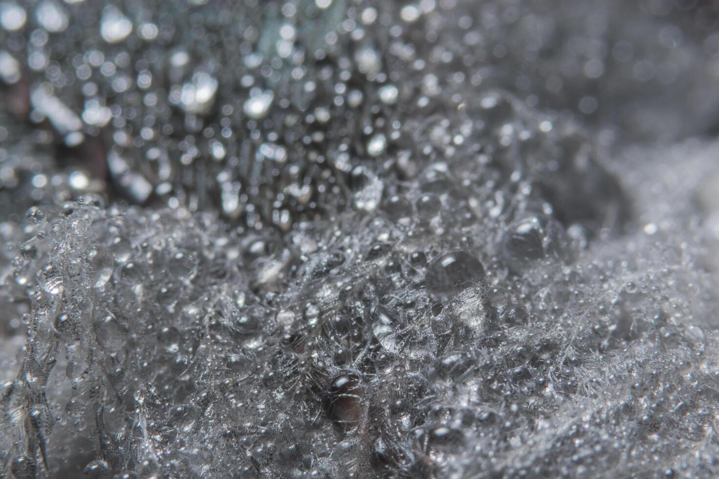 gotas de agua en una pluma foto