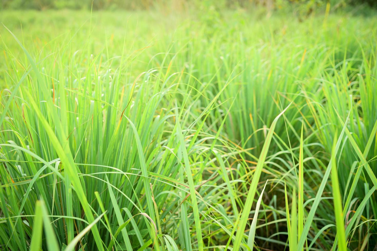 Lemongrass growing in a garden photo