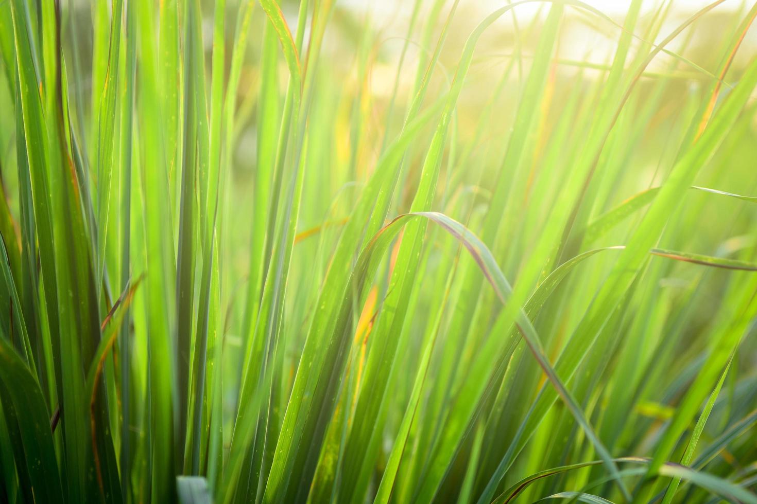 Citronella growing outside photo