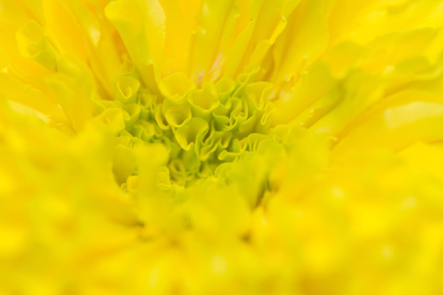 fondo de flor de caléndula amarilla foto