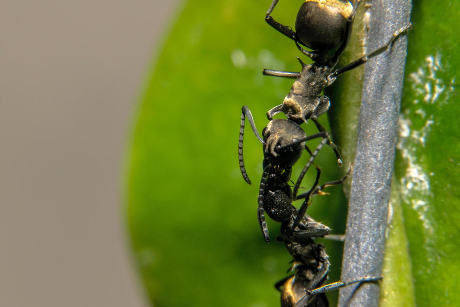 Ants on a flower photo