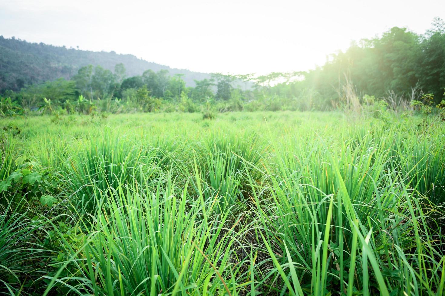 Greenfield during the day photo