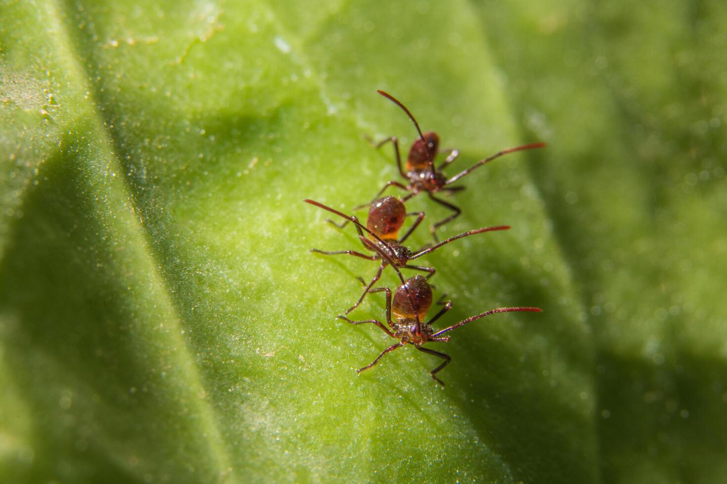 hormigas marrones en una hoja foto