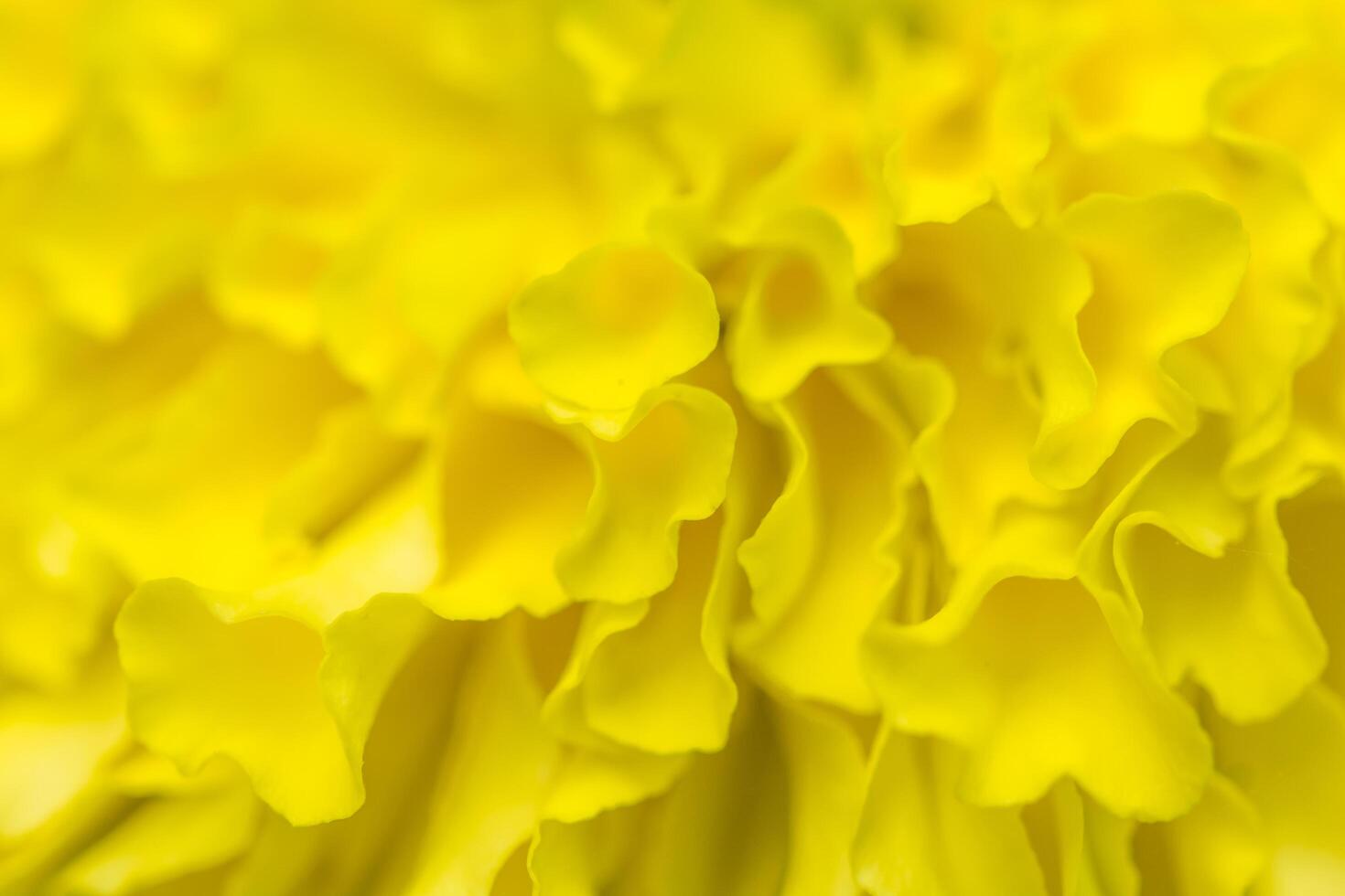 Yellow marigold flower background photo